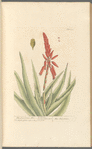 The succotrine aloe