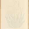 The succotrine aloe