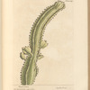 Euphorbium