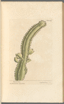 Euphorbium