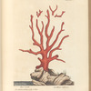 Red coral