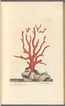 Red coral