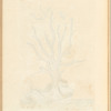 Red coral