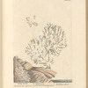 White coral