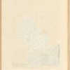 White coral