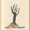 Black coral