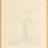 Black coral