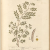 Acacia