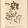 Lignum vitae of Jamaica; lignum vitae of Brasil