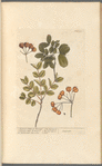Lignum vitae of Jamaica; lignum vitae of Brasil