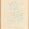 Lignum vitae of Jamaica; lignum vitae of Brasil