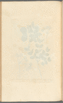 Lignum vitae of Jamaica; lignum vitae of Brasil