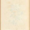Bohea or peco tea