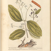 The cinamon tree