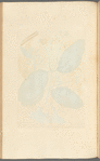 The cinamon tree