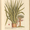 The dragon tree