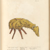 The scythian lamb