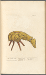 The scythian lamb