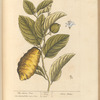 The citron tree