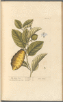 The citron tree