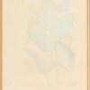 The citron tree