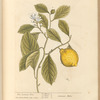 The lemon tree
