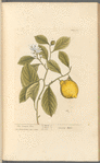 The lemon tree