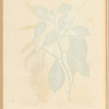The lemon tree