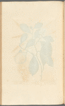The lemon tree