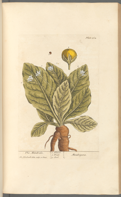 The mandrake - NYPL Digital Collections