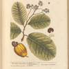 West India anacardium