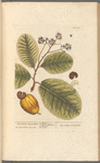 West India anacardium