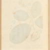 West India anacardium