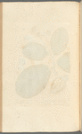 West India anacardium