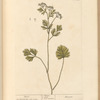 Anise