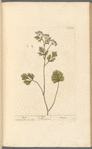 Anise
