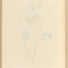 Anise