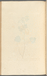 Anise