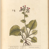 Spotted lungwort