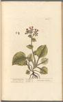 Spotted lungwort