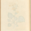 Spotted lungwort
