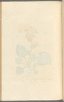Spotted lungwort