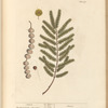 Acacia