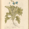Endive