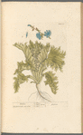 Endive