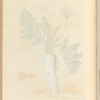 Parsnep