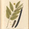 Cassia fistula