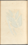 Cassia fistula