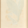 Zerumbet
