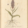 Female satyrium